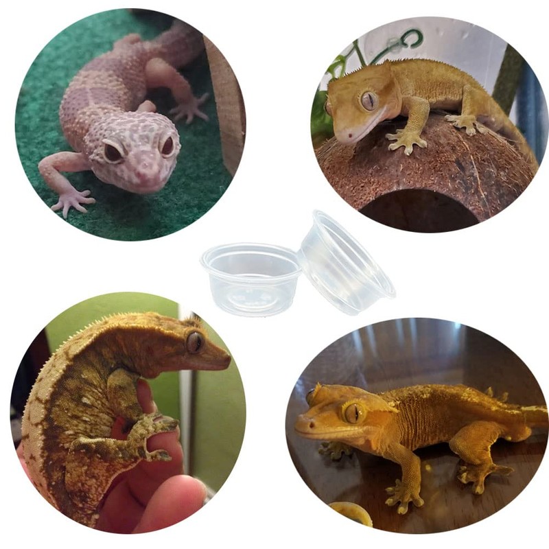 QIHYCUF 100 pcs Small Gecko Food and Water Cups Plastic