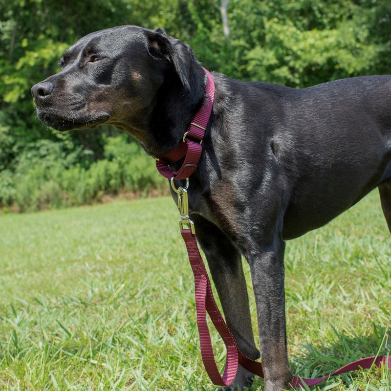 Country Brook Design | Martingale Heavyduty Nylon Dog Collar -