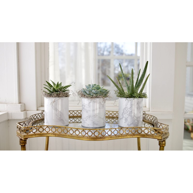 Espoma Organic Cactus! Plant Food, Natural & Organic Fertilizer for