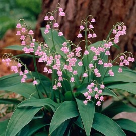 Tallulah Petunias Greenhouse and Gardens 5 PINK LILY OF THE VALLEY~CONVALL