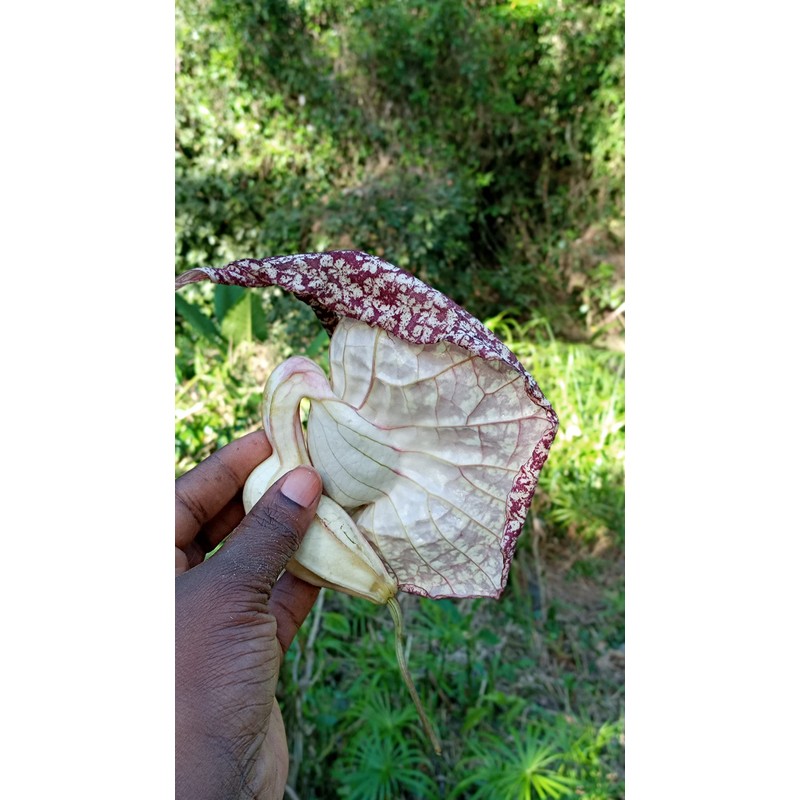 Nalego Duck Flowers Detox Tea | 1 Duck Flower |
