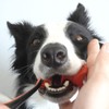Paw Ready Pet Toothbrushing Assistant for Puppies' Dogs and Cats