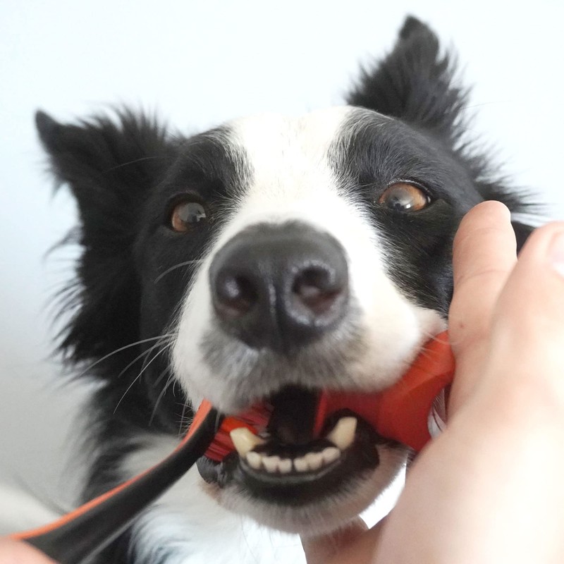 Paw Ready Pet Toothbrushing Assistant for Puppies' Dogs and Cats