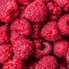 Caroline Raspberry Plants - Everbearing, Very Large Raspberries - Mature