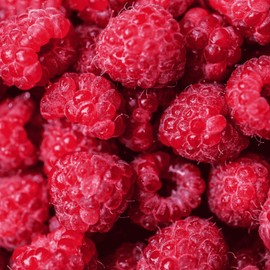 Caroline Raspberry Plants - Everbearing, Very Large Raspberries - Mature Raspberry Canes from Hand Picked Nursery (5)