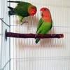 I Shape Bird Perch Parrot Branch Apple Tree Nature Tree