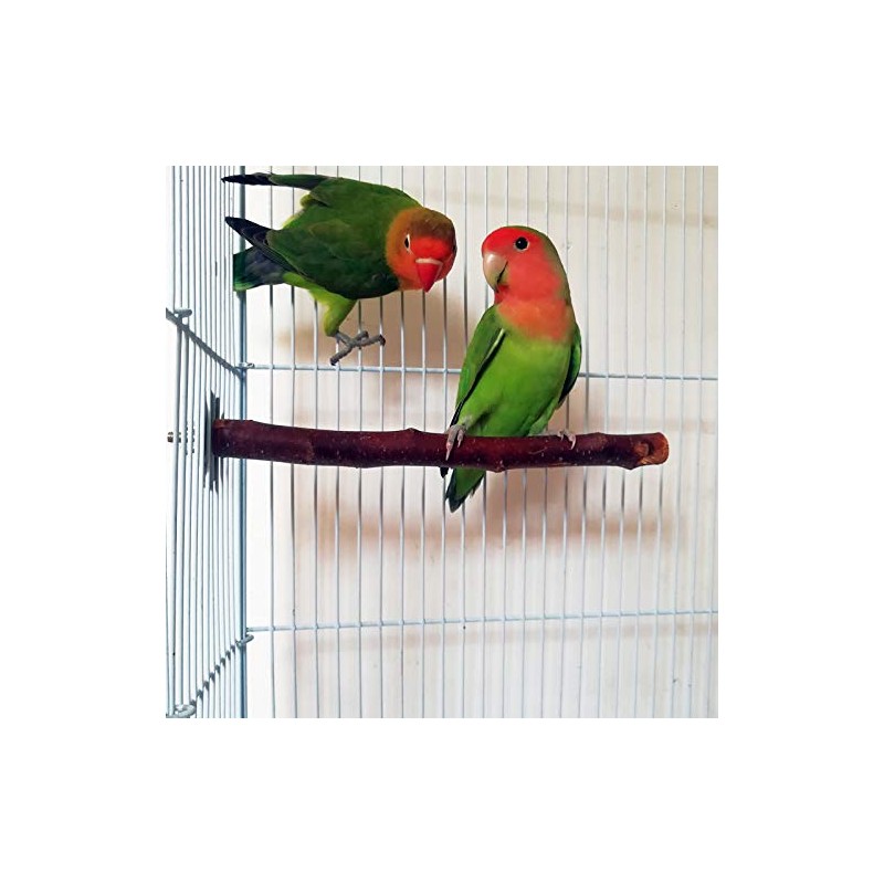 I Shape Bird Perch Parrot Branch Apple Tree Nature Tree