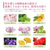 Hanaeimi Hand Cream, April, Flower