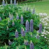 Outsidepride Lupine The Governor - 500 Seeds