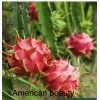 Dragon Fruit '' American Beauty Pitaya Rare Live Cutting 8-12