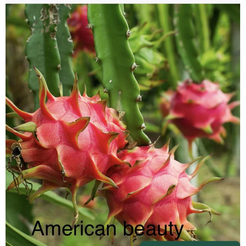 Dragon Fruit '' American Beauty Pitaya Rare Live Cutting 8-12