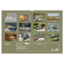 Krokodile & Alligatoren (Wandkalender 2026 DIN A2 quer), CALVENDO Monatskalender: Gigantische Urzeitechsen ganz nah sehen (CALVENDO Tiere)