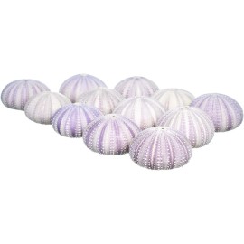 Sea Urchin Purple Sea Urchin Shell 12 Purple Sea Urchin Shells for Craft & Decor
