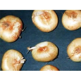 Cippolini Onions, Avg 10 lb Case, Gourmet Sharp Flavor, Perfect for Roasting, Braising, and Caramelizing, Premium Restaurant Quality, Handpicked for Chefs, Ideal for Soups, Stews, and Savory Dishes