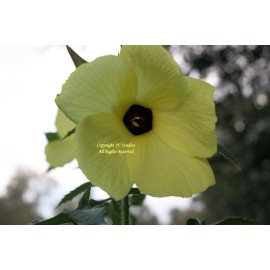 Serendipity Seeds 10 Seeds Tropical Ornamental Abelmoschus moschatus Annual Hibiscus