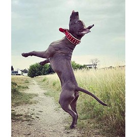 Bestia "Frenchie Red genuine leather dog collar. Studded. Soft padded