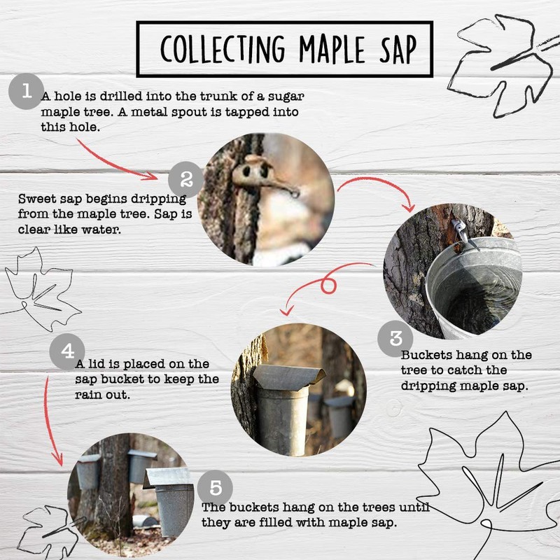 Patz Pure Maple Sap Water - 32oz - Wisconsin Tree-Tapped