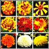 Mixed Marigold Seeds Flower Plant Bonsai Home Decor 200 Pcs