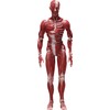 FREEing Human Anatomical Model Figma Action Figure,Multicolor