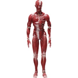FREEing Human Anatomical Model Figma Action Figure,Multicolor