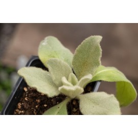Organic Mullein (Verbascum thapsus) Live Plant in 2.5 Inch Pot Aaron’s Rod, Great Mullein, Common Mullein, Velvet Plant, Toilet Paper Plant by Smoke Camp Crafts