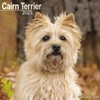 Cairn Terrier Calendar - Dog Breed Calendars - 2022 -