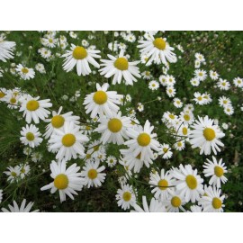 Fresh Herb Seed: Chamomile 1000+ seeds Fresh Seed