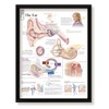 Set of 3 Framed Medical Posters Understanding The Teeth The