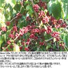 Mecon Coffee Thai Coffee ( Mekong Coffee: Udon Thani Robusta)