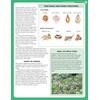 Home Gardener's Perennials & Bulbs: The Complete Guide to Growing