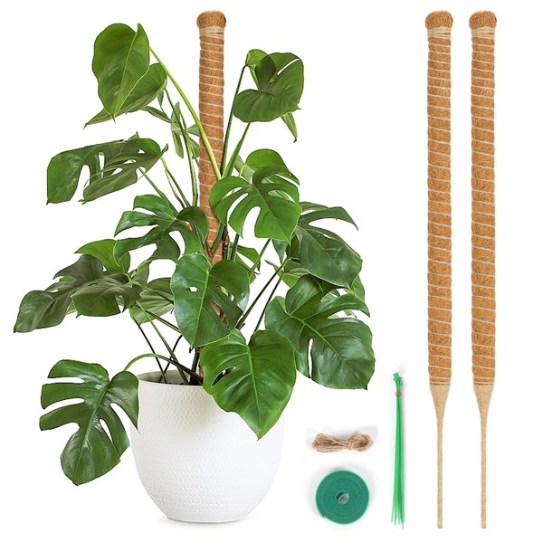 T4U Gardening Stanch, 25.2 inches (64 cm), Monstera Stanch, Coconut Stanch, House Plant, Vine Plant, Gardening Stanch, Maintains Moisture, Nutrients Maintenance, For Agriculture, Gardening, Set of 2