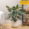 Costa Farms Burgundy Rubber Plant, Live Indoor Ficus Elastica Tree,