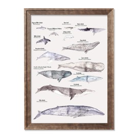 Whales Of The World Watercolor Print Oceanic Life Animal Wall Art Educational Whale Comparison Chart Watercolor Wall Decor Nautical Wall Art Beach House Decor Bathroom Decor