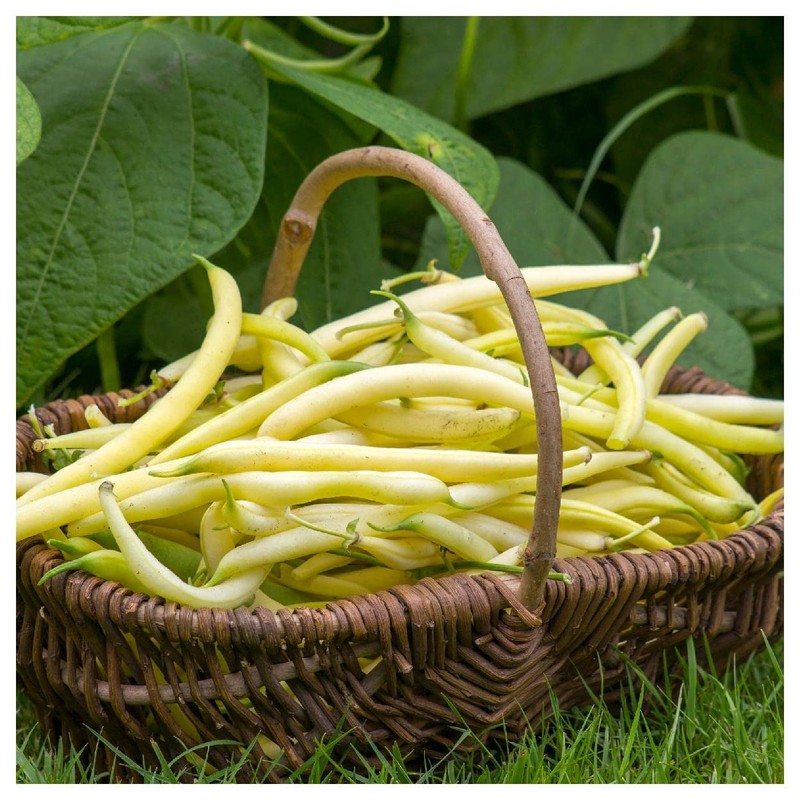 Everwilde Farms - 1/4 Lb Golden Wax Yellow Bean Seeds