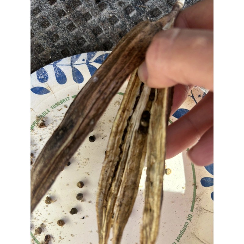 Lot Of 12 Dried Okra Pods.