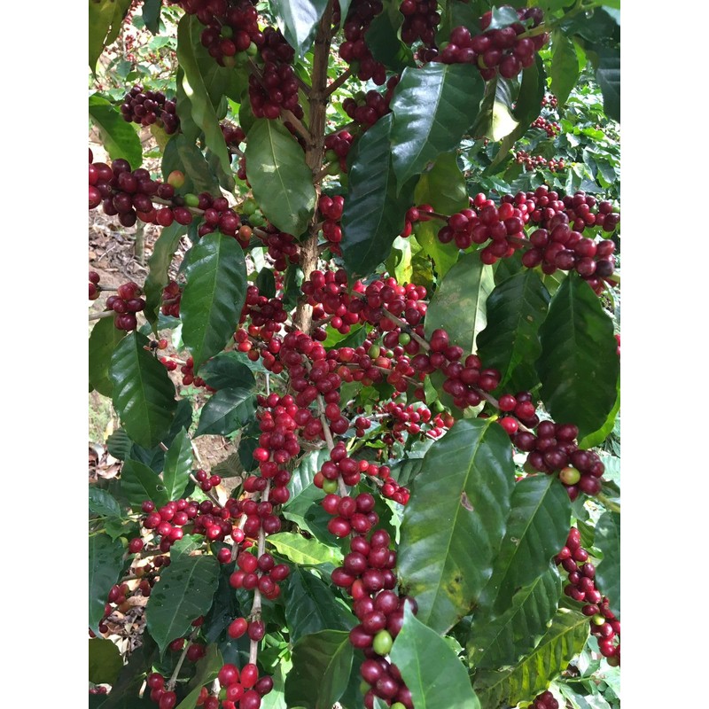 Generic Café Salvadoreño El Espino - Medium Roast, Single Origin,