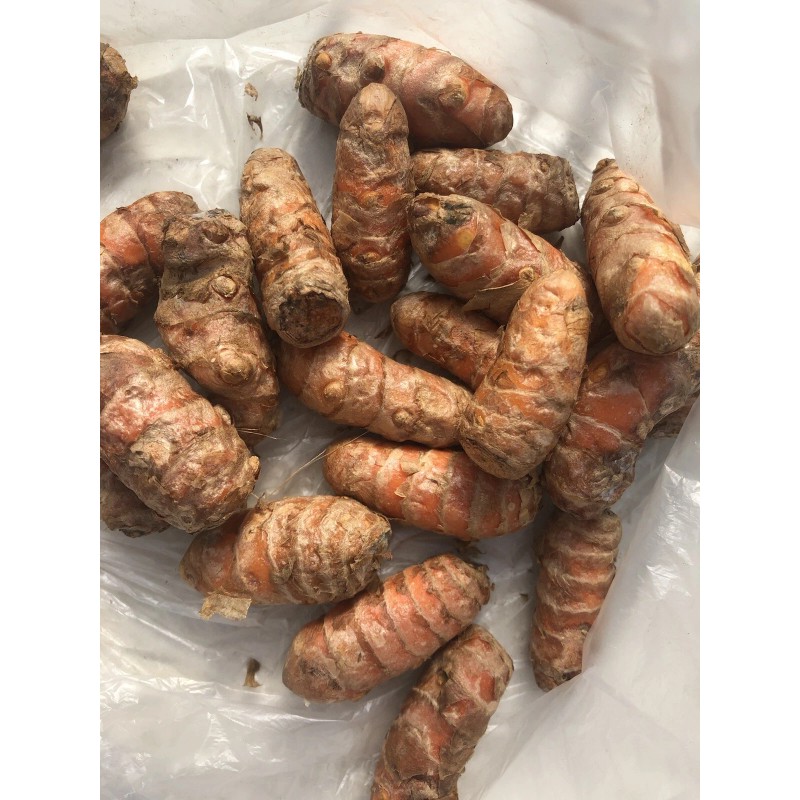 Turmeric Roots 10 Fresh Turmeric Roots Curcuma Longa Ready To