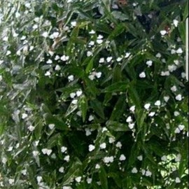 Tahitian Bridal Veil Cuttings - Specification: 20 Cuttings