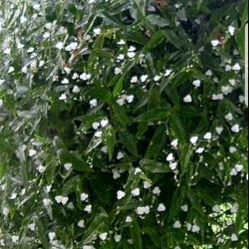 Tahitian Bridal Veil Cuttings - Specification: 20 Cuttings
