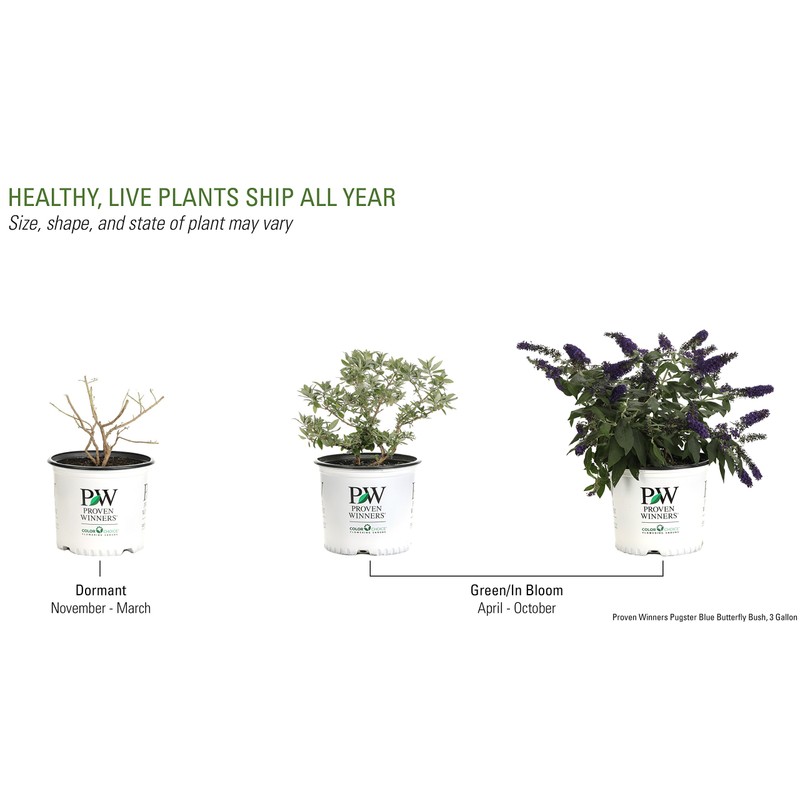 Pugster Blue Butterfly Bush (Buddleia) Live Shrub, Blue Flowers, 3