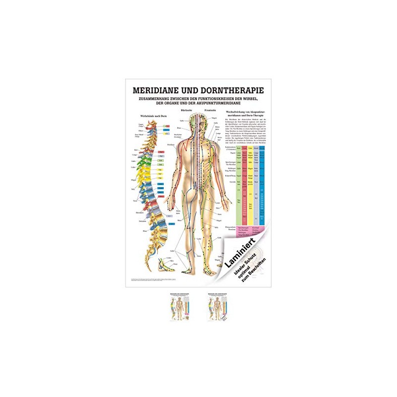 Rüdiger Meridians and Thorn Mini Poster Anatomy 34 x 24