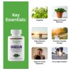 Paradise Jiaogulan Extracto Premium 121 60 Cpsulas 250 Mg Gynostemma