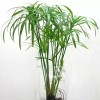 3+ Water Plant Bamboo Fan (Cyperus) Umbrella Palm. Nutgrass