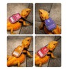Bearded Dragon Harness Leash Soft Leather Harness with Backpack Velcro