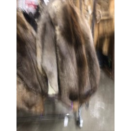 Beaver Hide Tanned Taxidermy