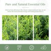 PHATOIL Hinoki, 3.4 fl oz (100 ml), Aroma Oil, Essential