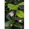 LovelyGarden Pitangatuba Star Cherry Eugenia Selloi neonitida Fruit Tree Seedling