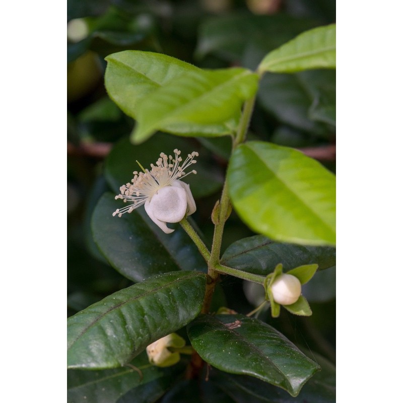 LovelyGarden Pitangatuba Star Cherry Eugenia Selloi neonitida Fruit Tree Seedling