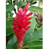 Hawaiian Red Ginger Plant Root (Pack of 5) Grow Hawaii