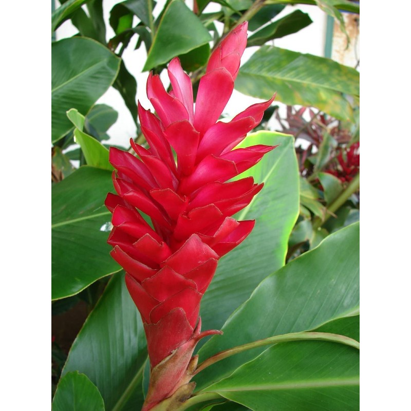 Hawaiian Red Ginger Plant Root (Pack of 5) Grow Hawaii